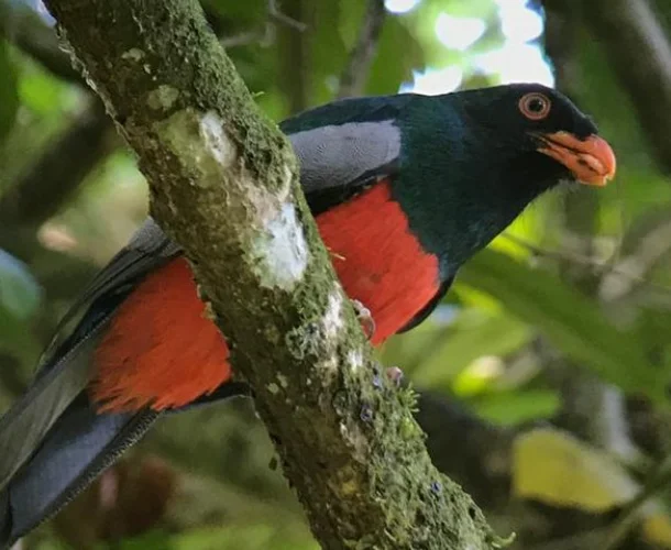 Trogon perched on a mossy branch