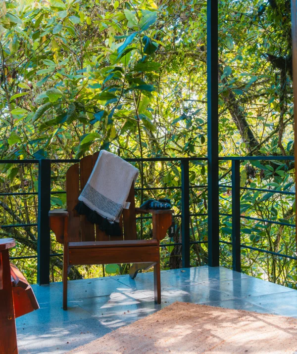 Forest view from the Jungle Lodge