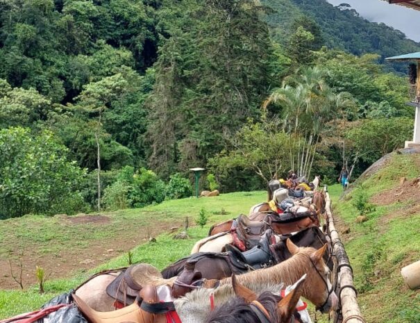 Horseback Riding