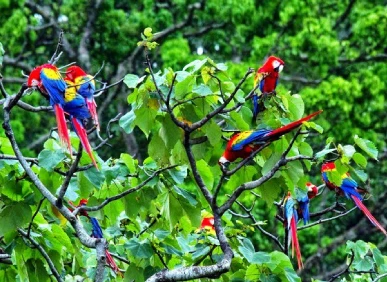 scarlett macaws birdwatching experience